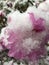 Closeup snow covered azalea blossom