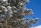 Closeup of snow covered conifer pine tree