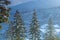 Closeup of snow-covered firs, winter black forest background, evergreen tree