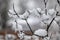 Closeup of snow-covered thin leafless branches against a blurred background