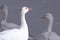 Closeup of a snow goose