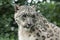 Closeup of Snow Leopard against nature blurred background