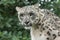 Closeup of Snow Leopard against nature blurred background