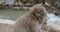 Closeup of snow monkey next to a fence near a river as the snow falls