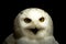 Closeup of Snow Owl portrait - Bubo Scandiacus