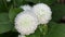 Closeup of snow white Globe Amaranth and small ants