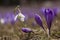 Closeup of a Snowdrop in a field of crocuses