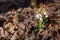 Closeup of snowdrop flowers growing in the forest ground