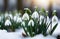closeup on snowdrop flowers growing in snow in forest. nature awakening in early spring