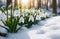 closeup on snowdrop flowers growing in snow in sunny forest. nature awakening in early spring