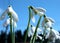 Closeup - snowdrops