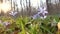 Closeup of snowdrops in the forest on sunlight