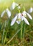 Closeup snowdrops with ladybirds