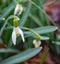 Closeup of a Snowdrops Wildflower, Galanthus nivalis