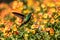 Closeup of Snowy-bellied Hummingbird (Saucerottia edward)