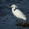 Closeup of snowy egret bird by the lake, wildlife photography