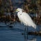 Closeup of snowy egret bird by the lake, wildlife photography