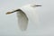 Closeup of snowy egret flying with wings outspread in Florida.