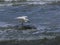 Closeup of a Snowy Egret with Wings Raised