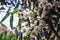 Closeup of soap mallee (Eucalyptus diversifolia) plant