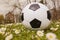 Closeup soccer ball on green grass with flowers. Football or soccer ball on the lawn with morning sunlight. Outdoor activities