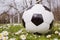 Closeup soccer ball on green grass with flowers. Football or soccer ball on the lawn with morning sunlight. Outdoor activities