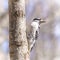 Closeup of soft downy woodpecker perched on the side of a tree t