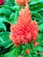 Closeup of the soft flower head of a Celosia flower