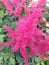 Closeup of the soft flower head of a Celosia flower