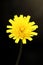 Closeup of soft-focused yellow dandelion flower