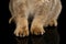 Closeup Soft Paws of Scottish fold Cat Black Isolated Background