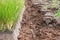 closeup soil ploughed field