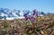 Closeup of soldanella alpina flowers, blurry mountain background with snow