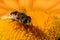 Closeup of a solitary Bee on a yellow Daisy