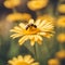 Closeup of a solitary bee on a yellow daisy.