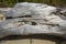 Closeup of a solitary driftwood log at Flagstaff Lake, Maine.