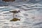 Closeup of a Solitary sandpiper bird looking for food in a puddle