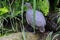 Closeup of solitary tinamou, macuco in Portuguese