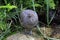 Closeup of solitary tinamou, macuco in Portuguese