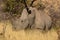 A closeup of a solitary white rhino bull standing in tall grass.