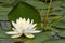 Closeup of a solitary white water lily