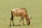 Closeup of a solitary Wildebeest