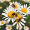 Closeup of some bees on a daisy.