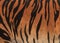 Closeup of some black stripe patterns and pale orange skin of a tiger