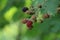 A closeup of some blackberries