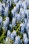 A closeup of some blue Muscari flowers.