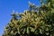 Closeup of some branches of a loquat tree without fruits