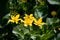 A closeup of some caltha flowers.