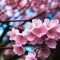 closeup of some cherry tree flowers