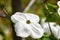 A closeup of some dogwood blooming in the garden.